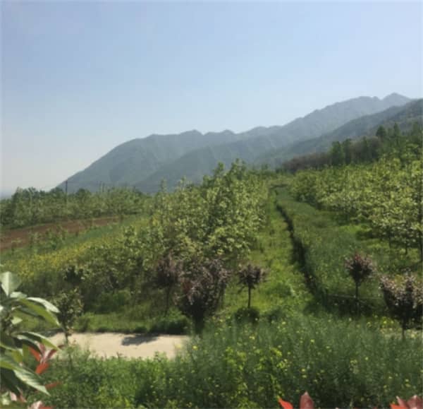 西安市九龙山公墓图片