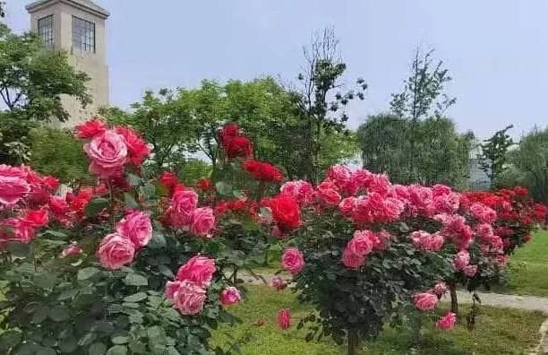 奉正塬公墓清明节提供哪些文明祭扫方式?