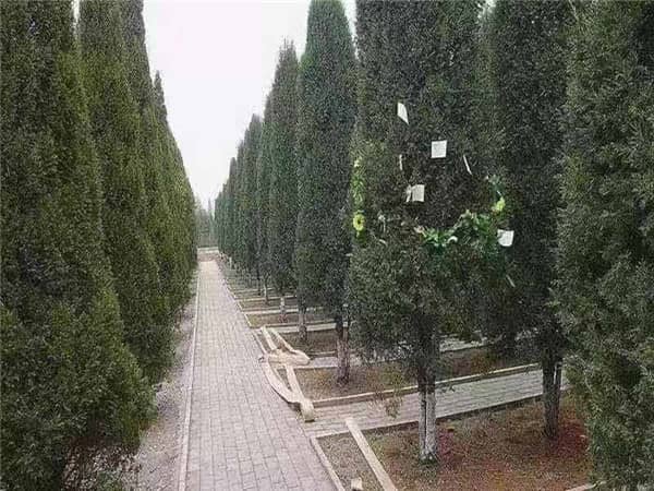 西安汉皇树葬墓园:绿色殡葬的革新实践