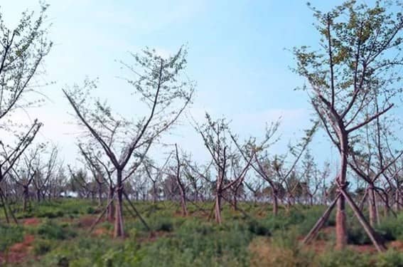 西安寿阳山墓园的具体位置在哪里?其建立背景如何?