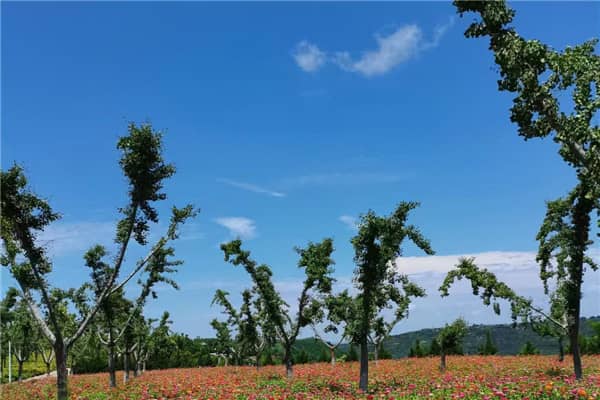 寿阳山公墓的具体位置在哪里?其地理环境有何特色?