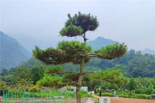 西安九龙山公墓在墓地价格方面有哪些特点?