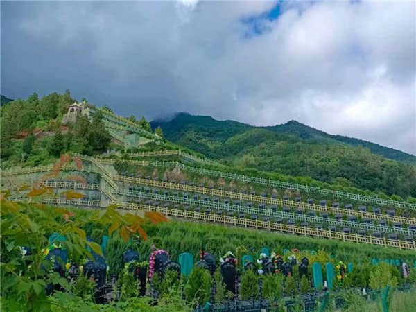 九龙山骨灰公墓优缺点分析