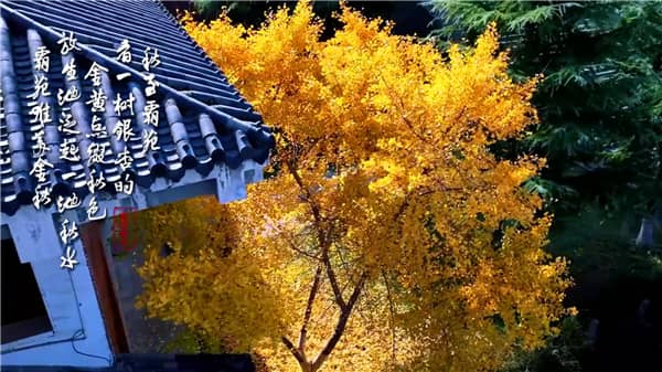 西安霸陵墓园墓型大全:传统/艺术/生态墓型深度解析