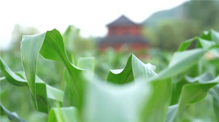 西安霸陵墓园新区提供的便民服务有哪些，如何提升客户体验？