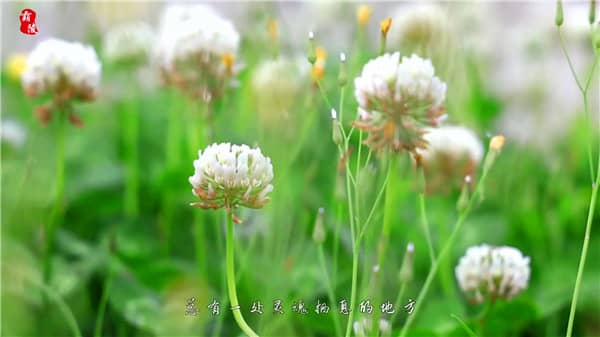 西安东郊霸陵新区墓园排名分析：历史底蕴与现代服务的完美结合