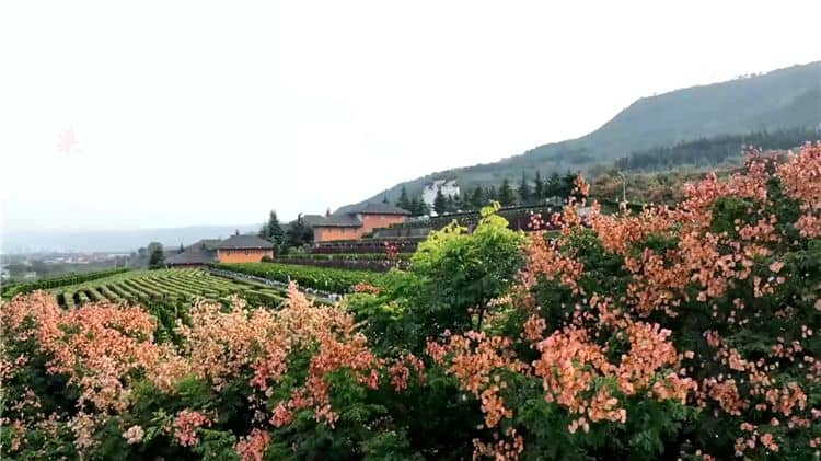 西安霸陵陵园树葬怎么样?树葬价格多少钱一位