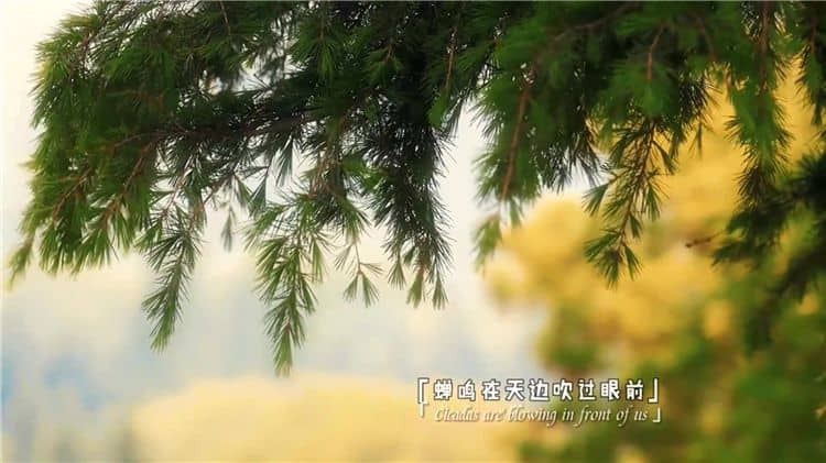 西安霸陵陵园树葬壁葬草坪葬哪个好且价格便宜?