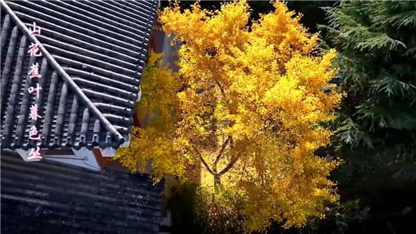 西安霸陵墓园草坪墓碑图片