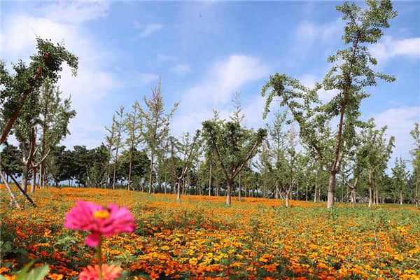 清明节这天是否可以理头发_传统习俗