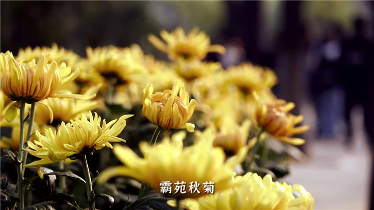 西安墓园选址推荐 | 白鹿原公墓的环境与园区亮点解析